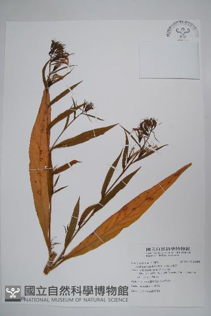 大本山梗菜藏品圖，第1張