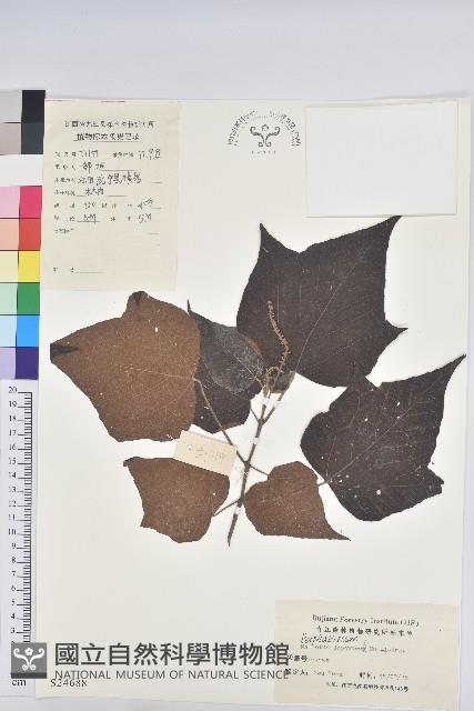 野桐藏品圖，第1張