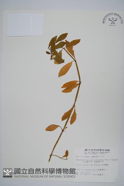 空心蓮子草藏品圖，第1張