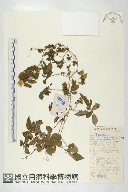 絞股藍藏品圖，第1張