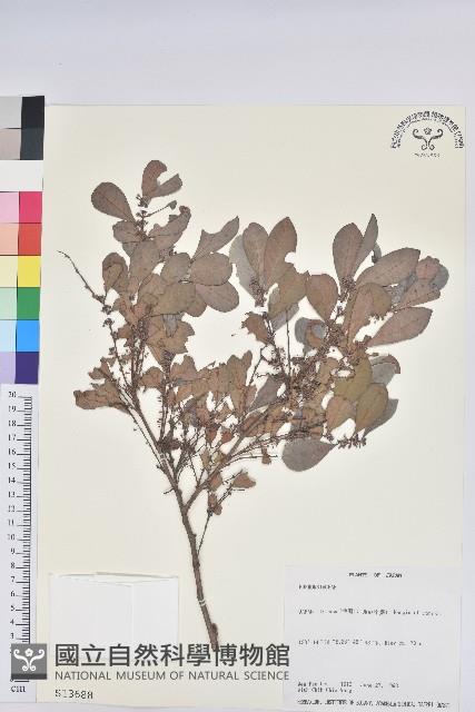 登錄號:S013688藏品圖，第1張