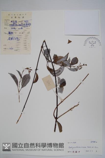 酸藤藏品圖，第1張