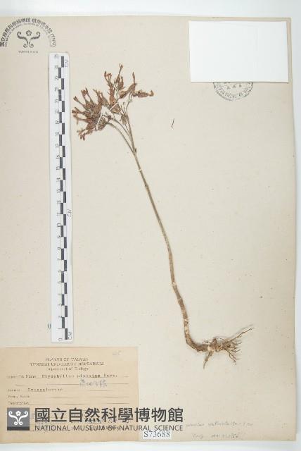 倒吊蓮、匙葉燈籠草藏品圖，第1張