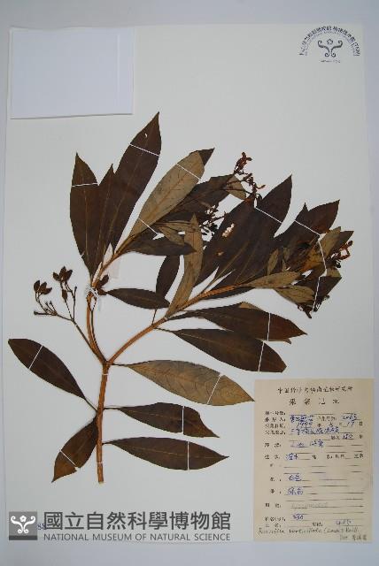 蘿芙木藏品圖，第1張