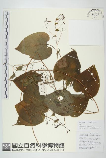 白藤藏品圖，第1張