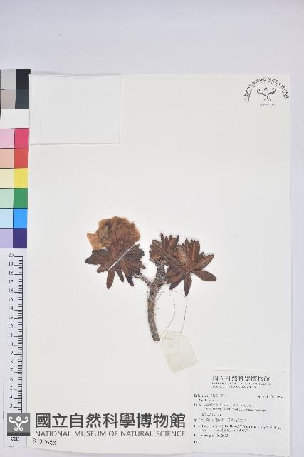 登錄號:S137688藏品圖，第1張