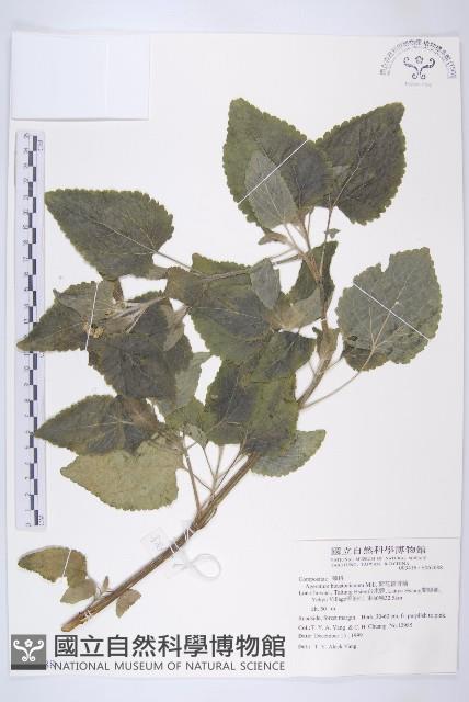 紫花霍香薊藏品圖，第1張