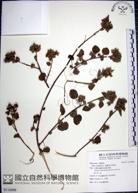 圓葉金午時花藏品圖，第1張