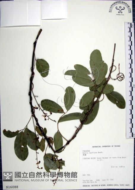 疏花魚藤藏品圖，第1張