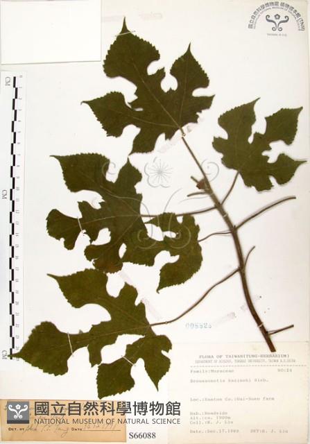 構樹藏品圖，第1張