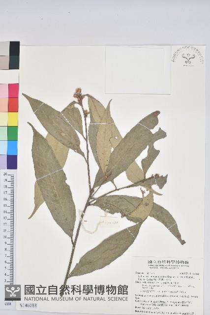 杏葉石櫟、校栗、校櫟藏品圖，第1張