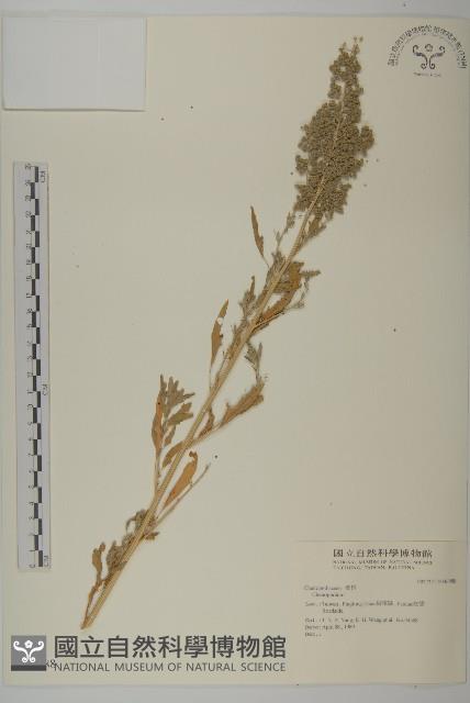 登錄號:S046088藏品圖，第1張