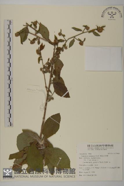 絨毛天名精藏品圖，第1張