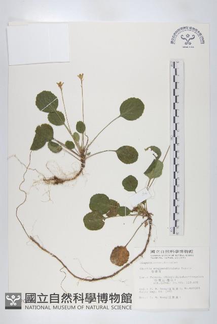 裂緣花藏品圖，第1張