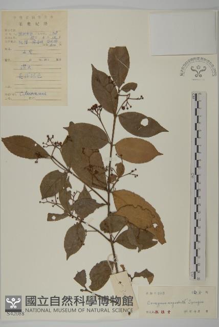 狹葉衛矛藏品圖，第1張