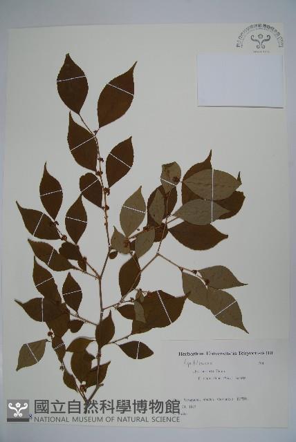 登錄號:S082088藏品圖，第1張