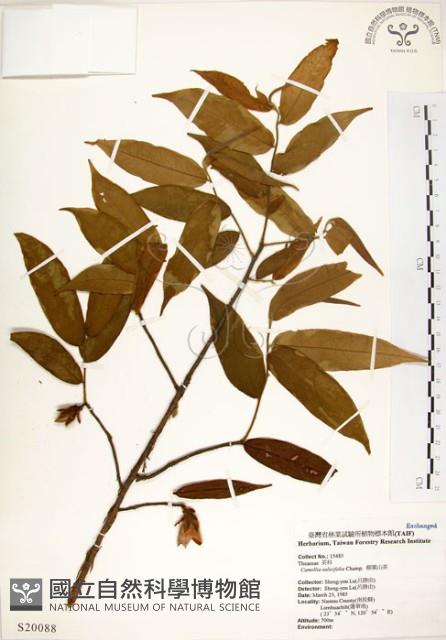 柳葉山茶藏品圖，第1張