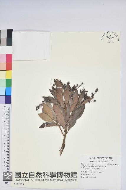 臺灣馬醉木藏品圖，第1張