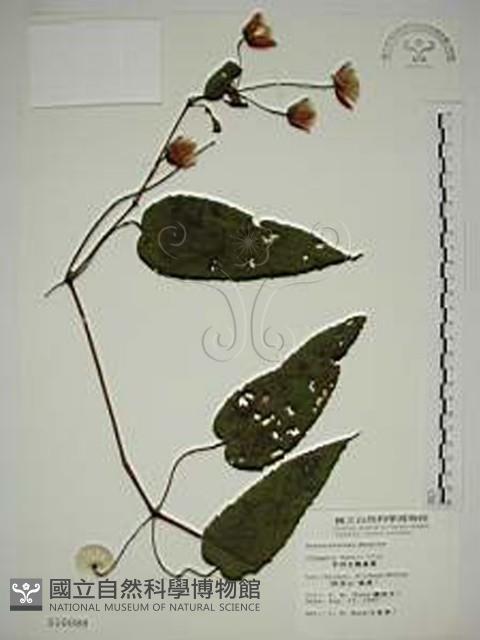 亨利氏鐵線蓮藏品圖，第1張