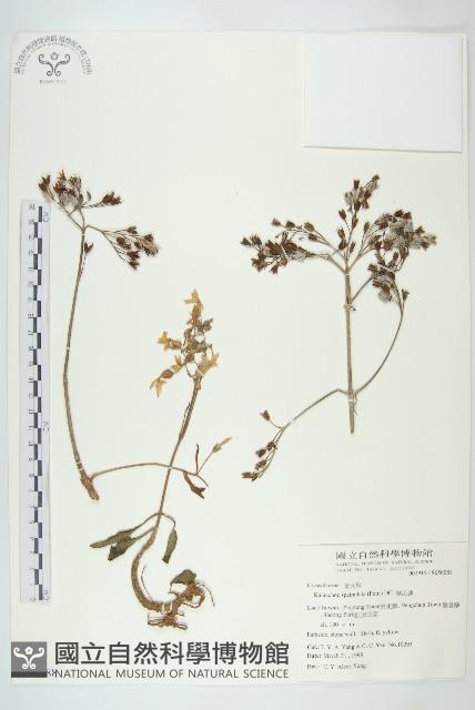 倒吊蓮、匙葉燈籠草藏品圖，第1張