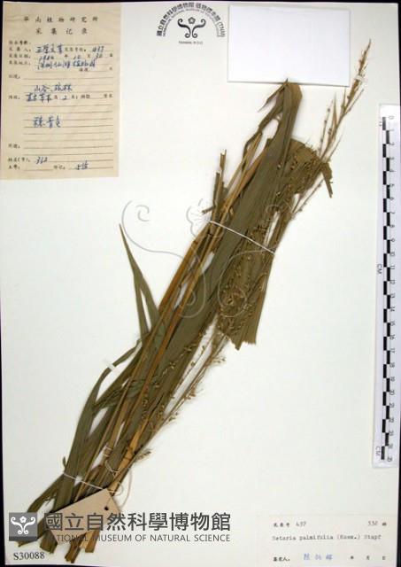 棕葉狗尾草藏品圖，第1張