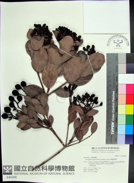 疏脈赤楠藏品圖，第1張