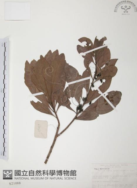 楊梅藏品圖，第1張