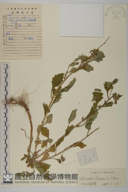 翠菊藏品圖，第1張