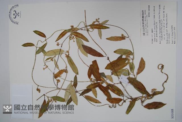 臺灣牛皮消、臺灣白薇藏品圖，第1張