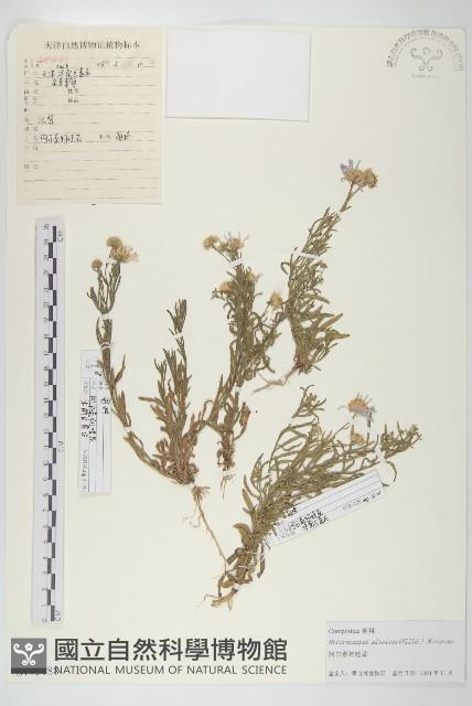 阿爾泰狗哇花藏品圖，第1張