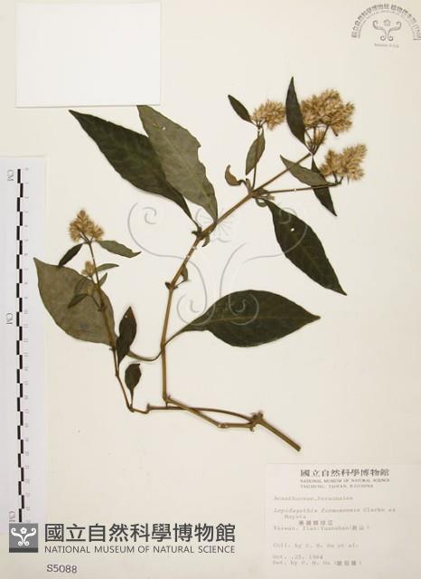 臺灣鱗球花藏品圖，第1張