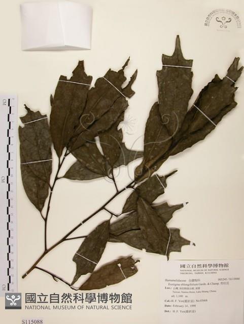 秀柱花藏品圖，第1張