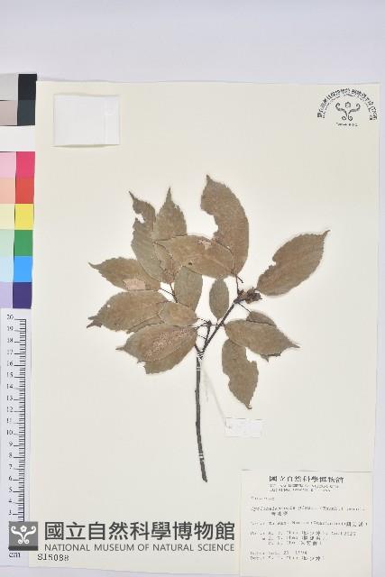 青剛櫟、鐵椆藏品圖，第1張