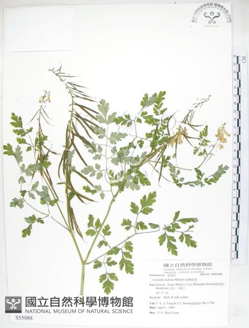 臺灣黃菫藏品圖，第1張