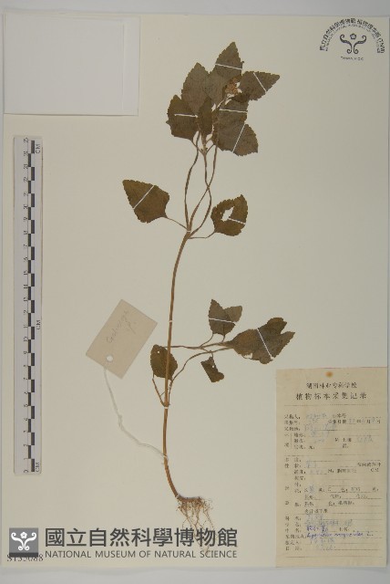 霍香薊藏品圖，第1張