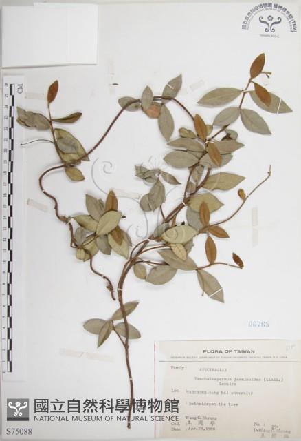 絡石藏品圖，第1張