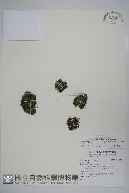 日本水馬齒藏品圖，第1張