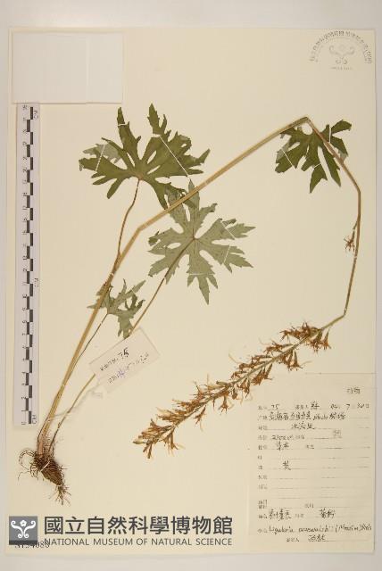 掌葉橐吾藏品圖，第1張