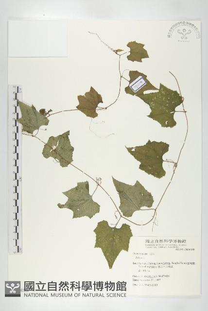 登錄號:S064088藏品圖，第1張