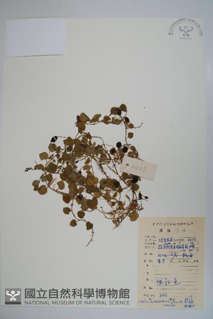 普剌特草藏品圖，第1張