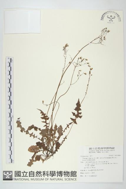 台灣黃鵪菜藏品圖，第1張