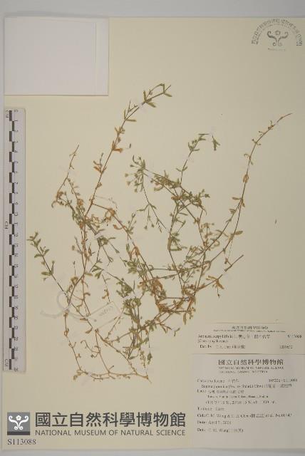 無心菜、鵝不食草藏品圖，第1張