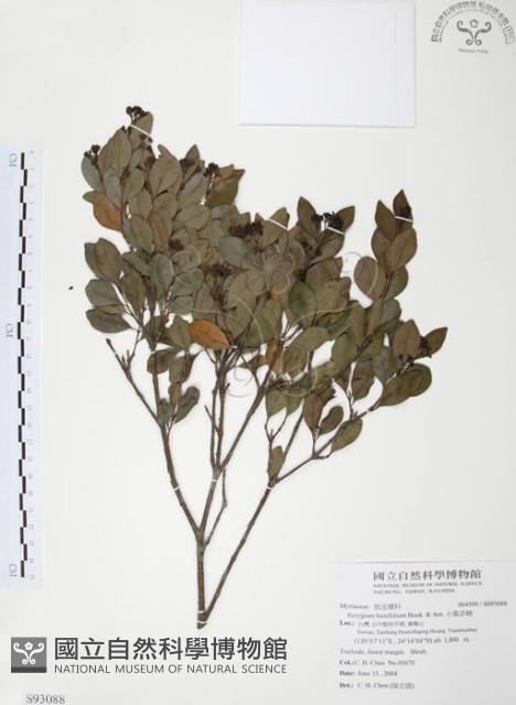 小葉赤楠藏品圖，第1張