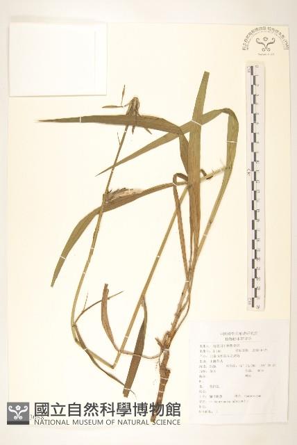 芼管草藏品圖，第1張