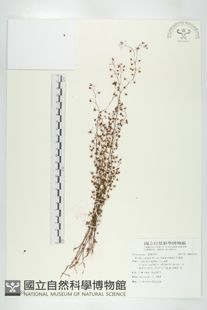 茅膏菜藏品圖，第1張