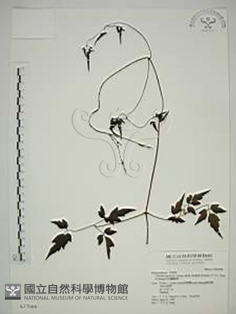 巴氏鐵線蓮藏品圖，第1張