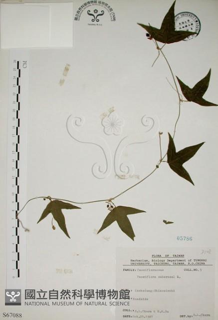 三角葉西番蓮藏品圖，第1張