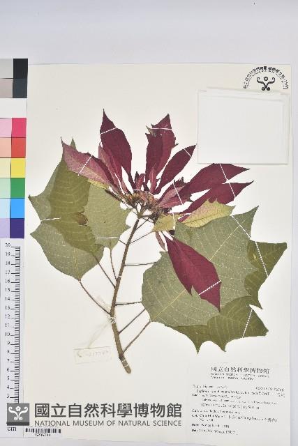 Common Poinsettia Collection Image