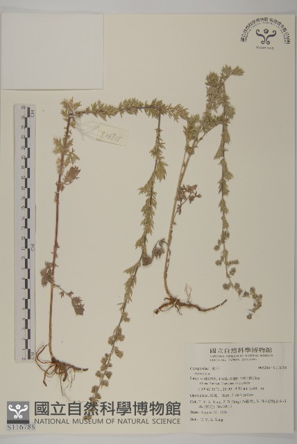 登錄號:S116788藏品圖，第1張