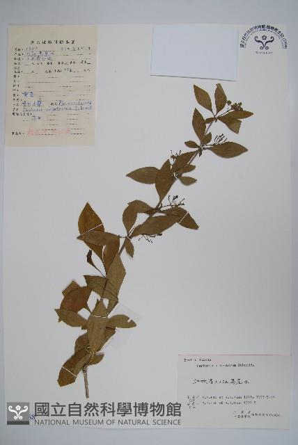 廬山小檗藏品圖，第1張